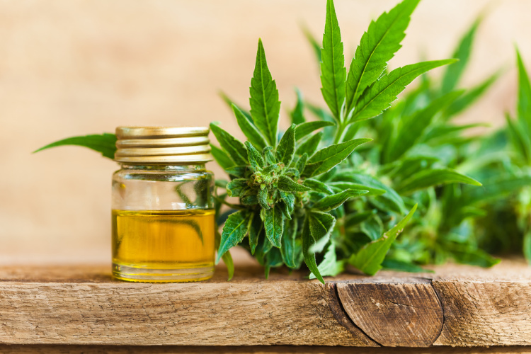 Cannabis Extracts: Just the Basics, Please - Haven