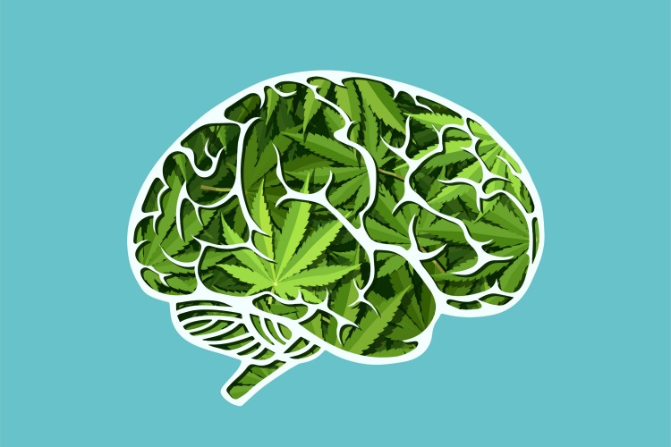 how does cannabis affect the brain 1