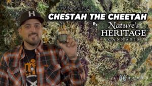 Chestah The Cheetah by Natures Heritage